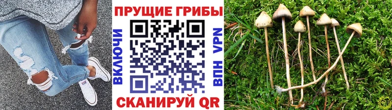 где продают наркотики  hydra маркетплейс  Галлюциногенные грибы MAGIC MUSHROOMS  Ленинградская 
